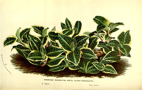 Flore des serres v17 115a
