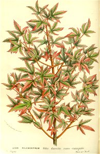 Flore des serres v15 127a