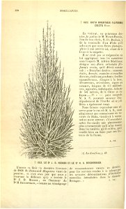 Flore des serres v17 120