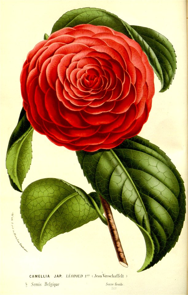 Flore des serres v15 005a