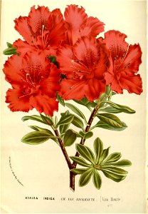 Flore des serres v15 137a