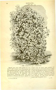 Flore des serres v17 124