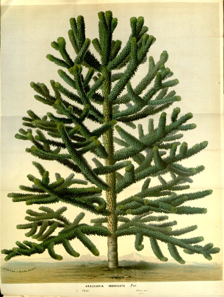 Flore des serres v15 147a