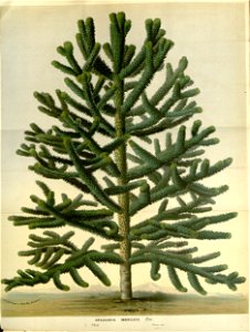 Flore des serres v15 147a