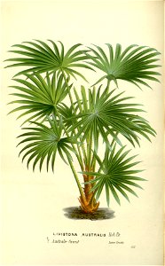 Flore des serres v17 129a
