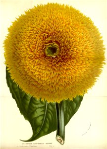 Flore des serres v15 037a