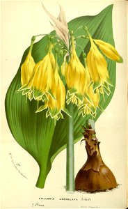 Flore des serres v17 133a