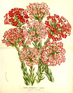 Flore des serres v15 049a