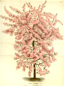 Flore des serres v15 165a