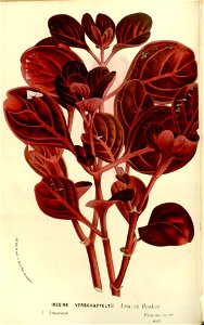 Flore des serres v15 191a