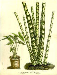Flore des serres v15 081a