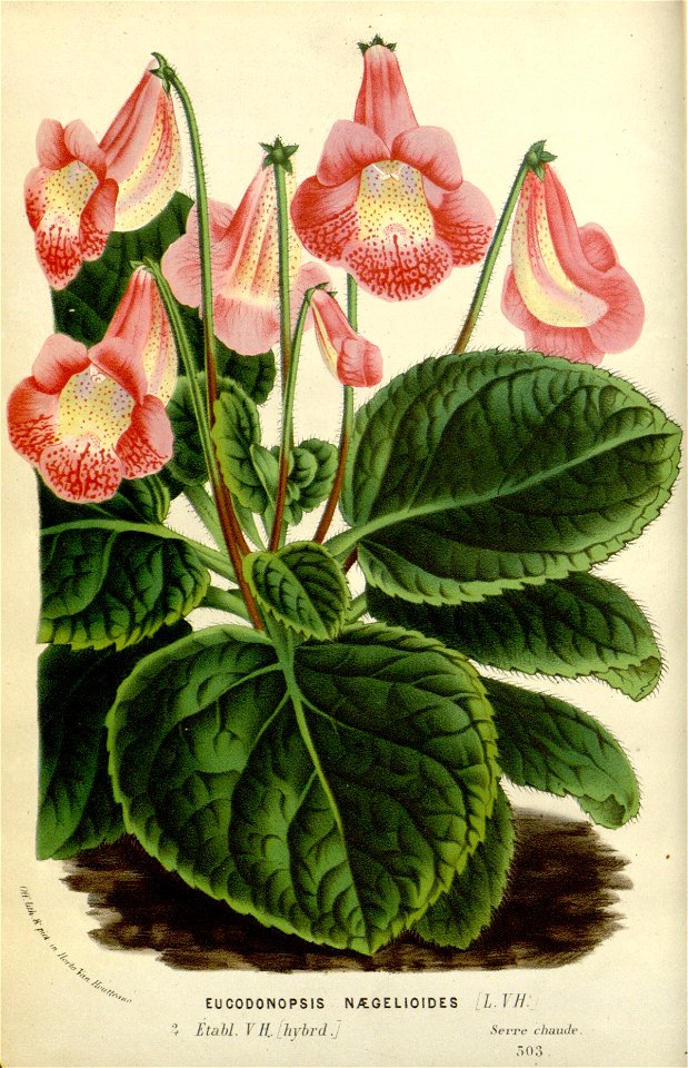 Flore des serres v16 001a