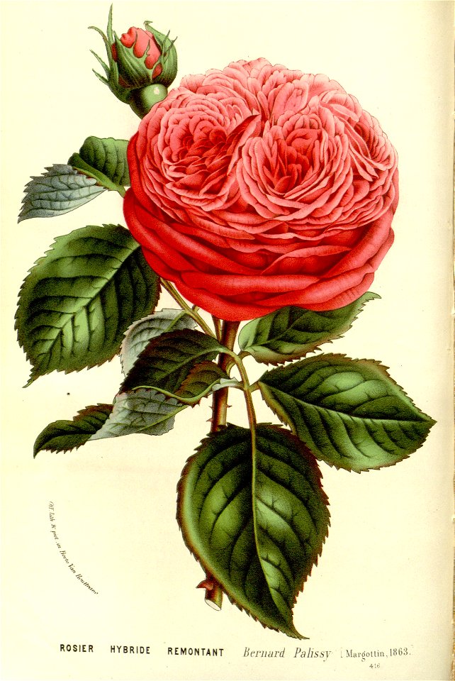 Flore des serres v15 091a