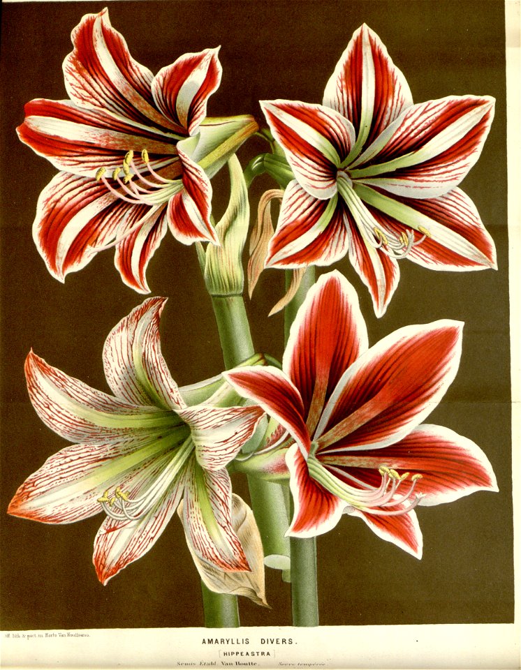 Flore des serres v16 011a