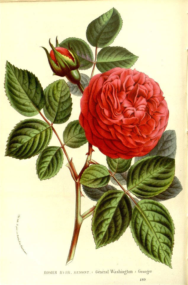Flore des serres v15 099a