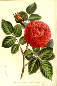 Flore des serres v15 099a