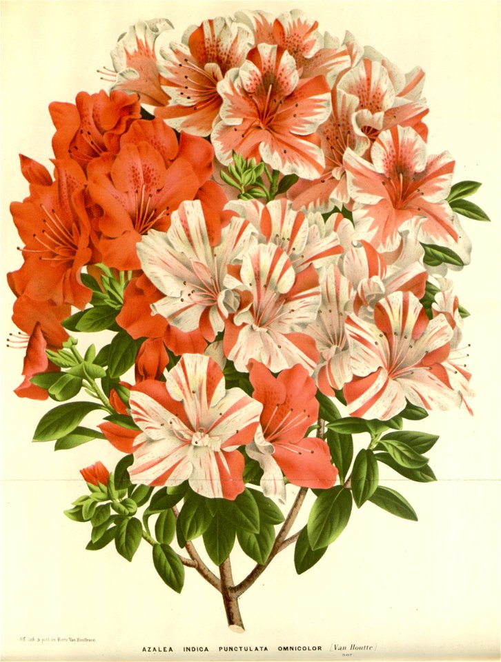 Flore des serres v16 021a