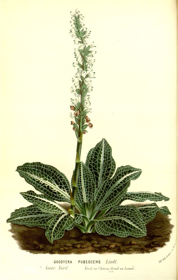 Flore des serres v15 107a