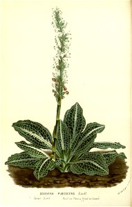 Flore des serres v15 107a