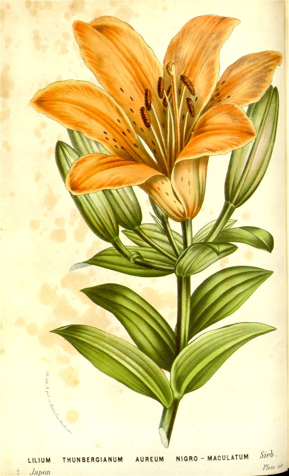 Flore des serres v16 033a