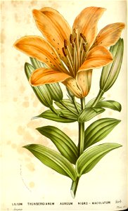 Flore des serres v16 033a
