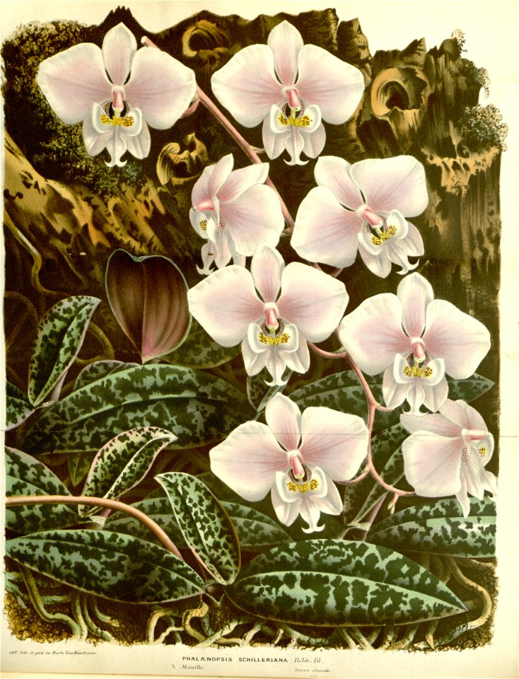 Flore des serres v15 115a