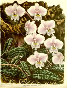 Flore des serres v15 115a