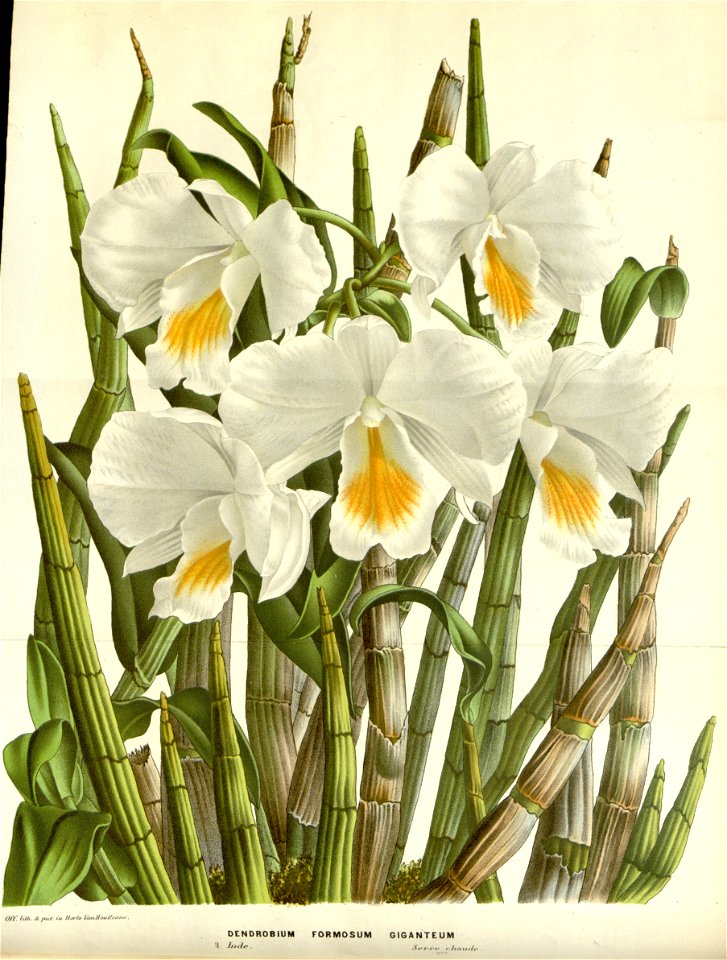 Flore des serres v16 045a