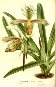Flore des serres v15 123a