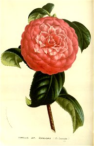 Flore des serres v15 131a