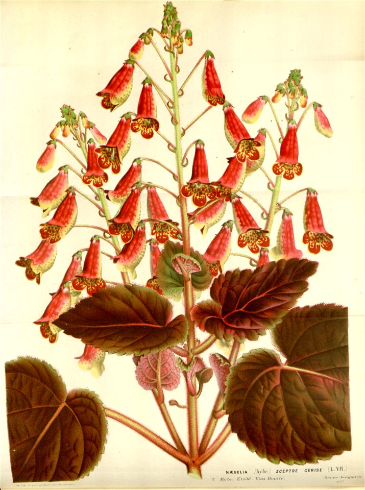 Flore des serres v16 057a