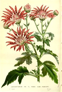 Flore des serres v15 141a