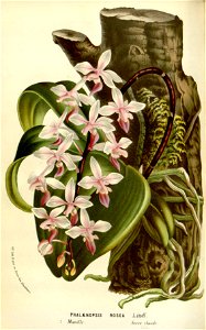 Flore des serres v16 067a