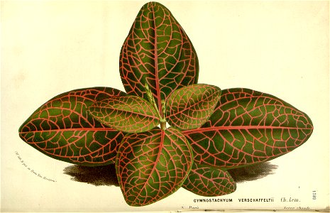 Flore des serres v15 153a