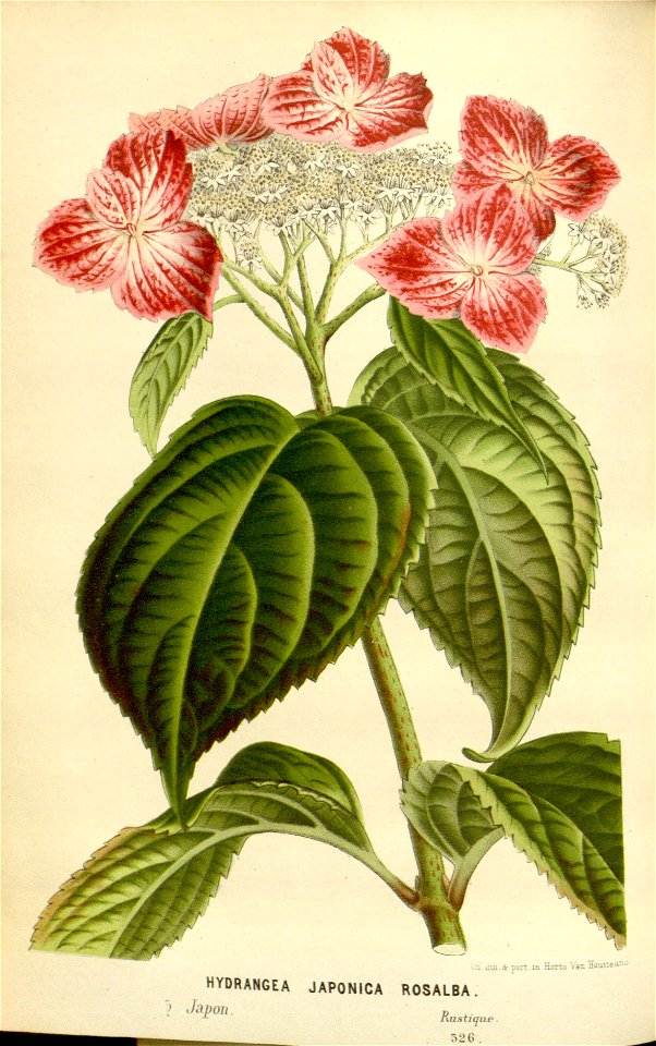 Flore des serres v16 075a