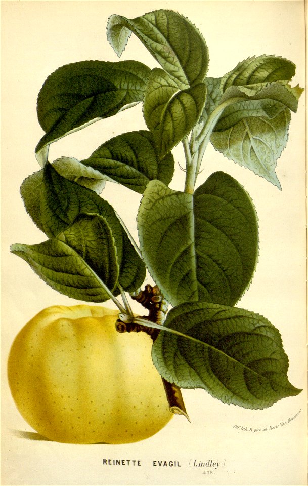 Flore des serres v16 085a