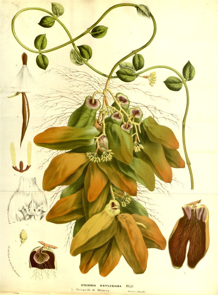 Flore des serres v15 171a