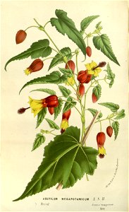 Flore des serres v15 185a
