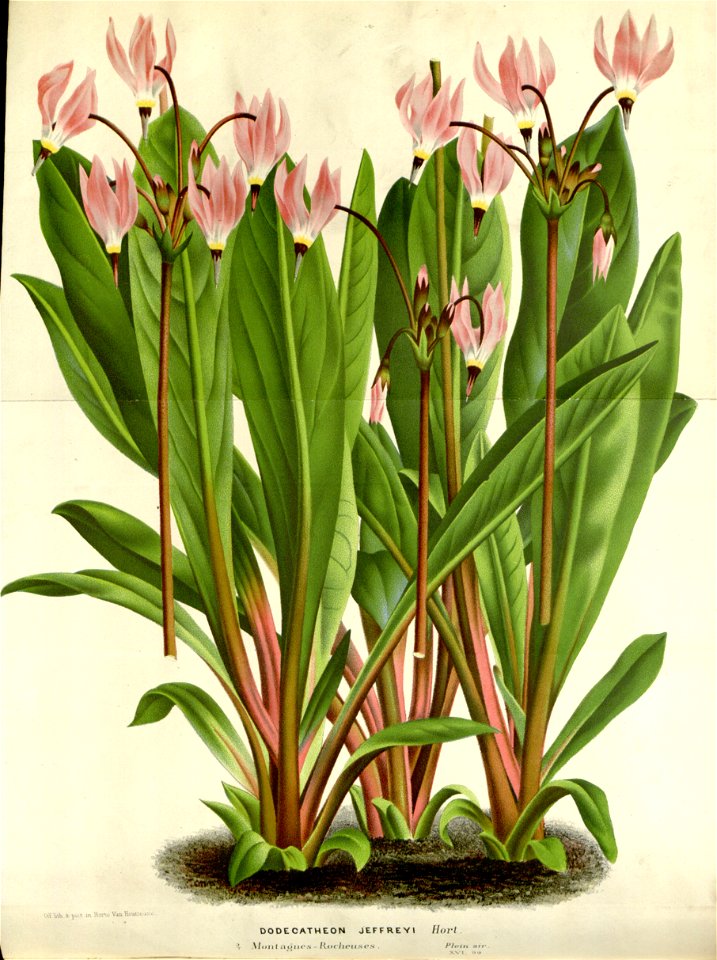 Flore des serres v16 099a