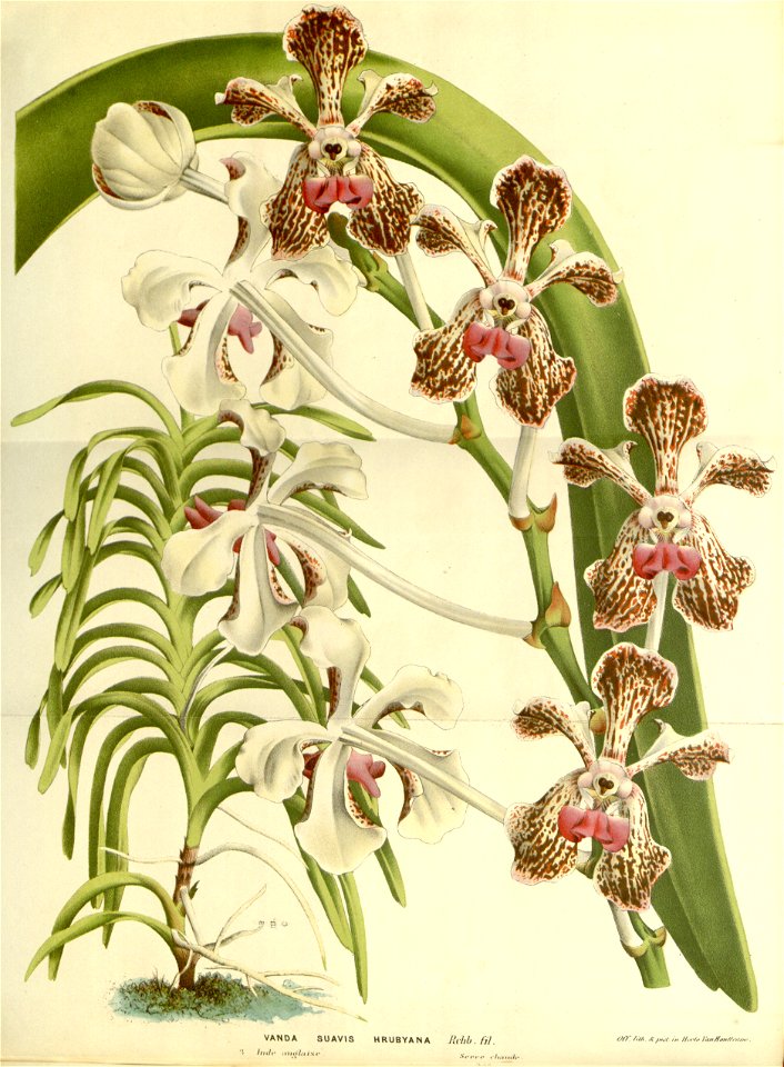Flore des serres v15 197a