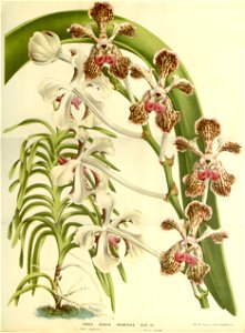 Flore des serres v15 197a
