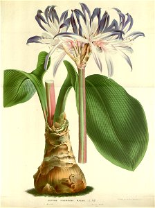 Flore des serres v16 107a