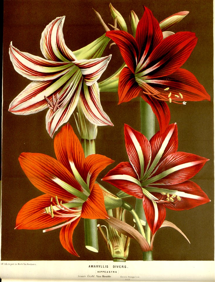 Flore des serres v16 007a