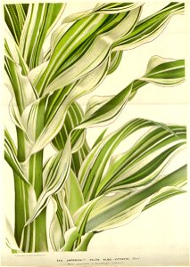Flore des serres v16 121a