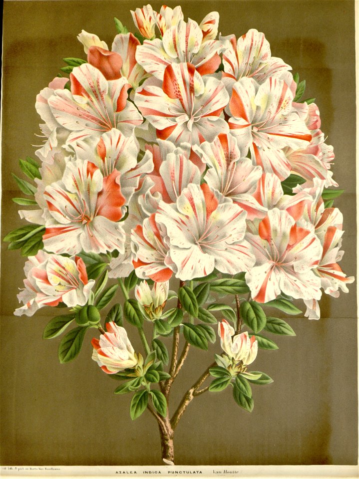 Flore des serres v16 017a