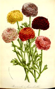 Flore des serres v16 133a