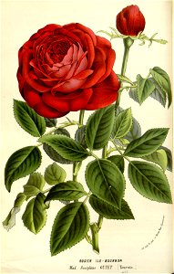 Flore des serres v16 025a