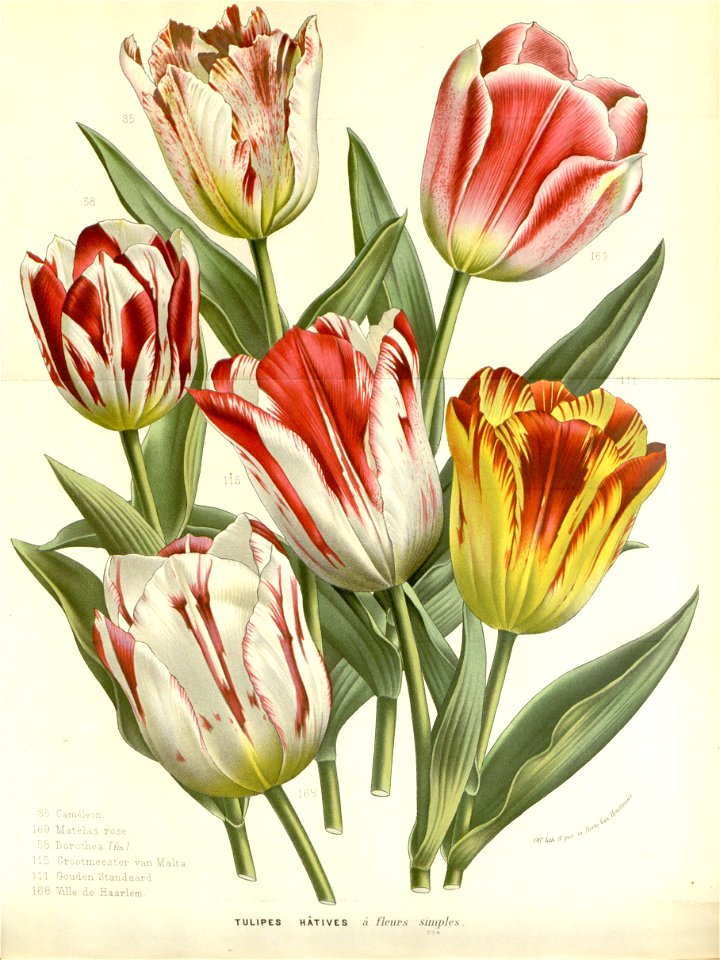 Flore des serres v16 141a
