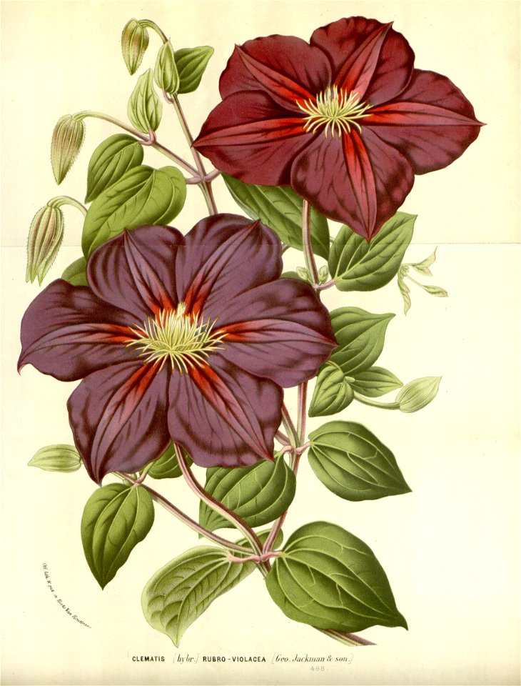 Flore des serres v16 039a