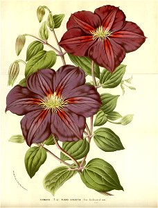 Flore des serres v16 039a